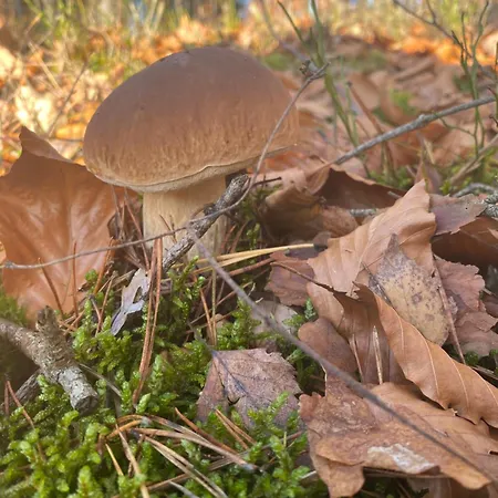 Lesne Zacisze Сasa de vacaciones *